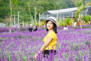 Hoa nở tím trên cao nguyên Lào Cai