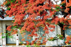 Hoa phượng đỏ rực rỡ khắp Hà Nội