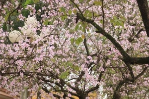 Hoa sưa, hoa ban nở trắng trời Hà Nội