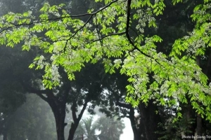 Hoa sưa nở muộn giữa sương mù Hà Nội