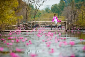 Hoa súng nở muộn, tô hồng sắc đông ở suối Yến