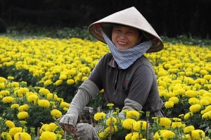 Hoa Tết rực rỡ ở các nhà vườn miền Tây