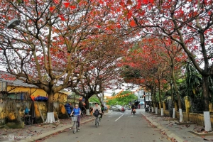 Hội An mùa cây bàng lá đỏ