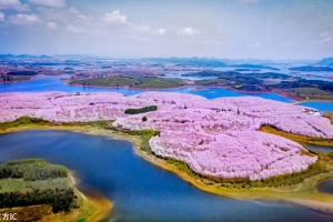 Hòn đảo hoa anh đào &#8216;đẹp rụng rời&#8217; ở Trung Quốc