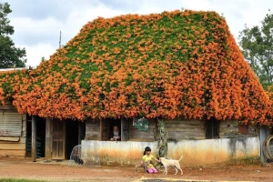 Hướng dẫn đường đến ngôi nhà ông K’Tep Lâm Đồng phủ hoa rạng đông tuyệt đẹp