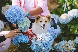 Hướng dẫn đường đi đến 3 cánh đồng hoa cẩm tú cầu tuyệt đẹp ở Đà Lạt
