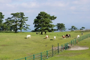 Jeju - thiên đường biển đảo của xứ sở kim chi