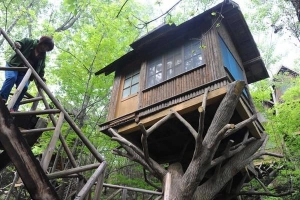 Khách sạn được dựng trên cây