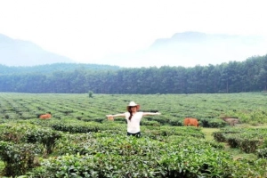 Khám phá đồi chè Đông Giang