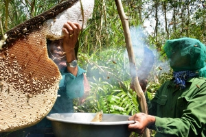 Khám phá nghề gác kèo ong ở vùng U Minh Hạ