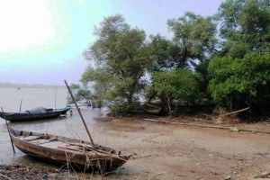 Khám phá rừng ngập mặn nguyên sinh Tam Giang
