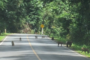 Khao Yai, chốn yên bình giữa thiên đường du lịch