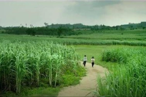 Khung cảnh đồng quê Phú Yên đẹp bình dị trong &#8216;Tôi thấy hoa vàng trên cỏ xanh&#8217;