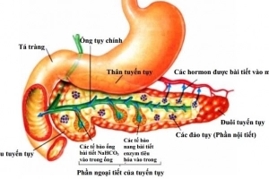 Kiểm tra kích thích tiết Secretin là gì?