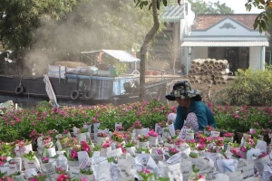 Kinh nghiệm chụp ảnh hoa Tết