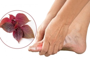 Lá tía tô chữa bệnh gút được không?