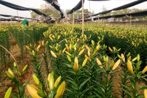 Lạc bước giữa làng hoa Tây Tựu