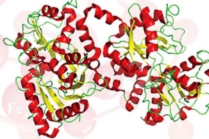 Lactoferrin là gì?