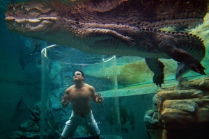 Lặn cùng cá sấu nước mặn ở công viên Crocosaurus Cove