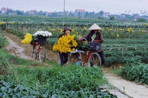 Làng hoa Đằng Hải – Làng hoa lâu đời ở thành phố cảng Hải Phòng