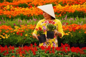 Làng hoa Sa Đéc đông khách những ngày cận Tết