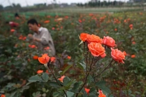 Làng hoa thơ mộng bên sông Đào
