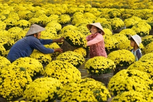 Làng hoa Xuân Hòa – Nơi mang đến cái Tết Cố đô đầy sắc màu