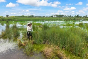 Làng nghề làm cỏ bàng thủ công của người Khmer