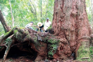 Lang thang giữa “vương quốc pơmu”