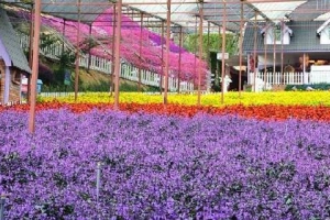 Lavender tím ngắt trên cao nguyên Cameron, Malaysia