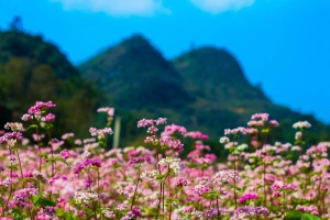 Lên Hà Giang ngắm mùa tam giác mạch