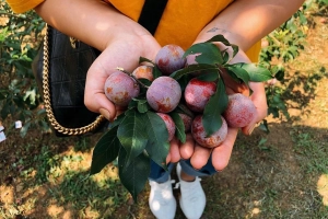 Lên Mộc Châu mùa này nhớ ghé thung lũng mận Nà Ka đang vào mùa