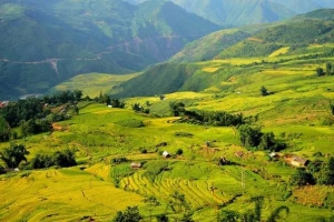 Lịch &#8216;săn&#8217; lúa chín ở Sa Pa, Mù Cang Chải