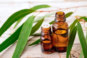 Lợi ích và công dụng của dầu bạch đàn