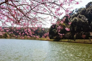 Lời mời gọi của Măng Đen