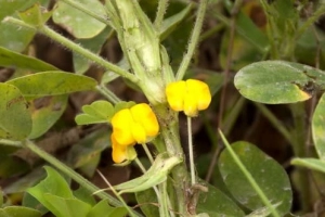 Long An, mùa nhổ đậu phộng