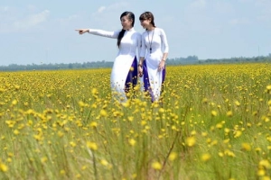 Mê đắm cánh đồng hoa hoàng đầu ấn
