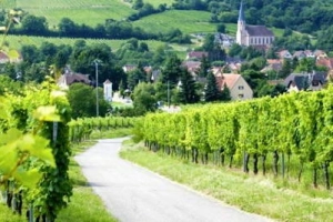 Mê hoặc con đường rượu vang vùng Alsace