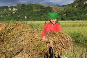 Mê mẩn cánh đồng lúa nếp chín vàng rực trên cao nguyên Ngọc Chiến