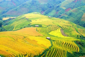 Mê mẩn Xím Vàng