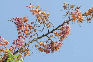 Miền Tây, mùa ô môi chín