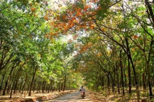 Mơ màng giữa rừng cao su Tây Nguyên mùa đổ lá