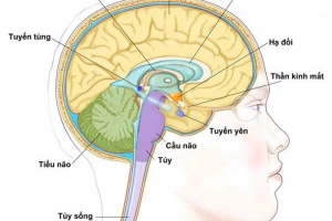 Mô mỡ vùng hố yên có nguy hiểm không?