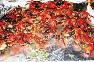 Món ngon miệt biển