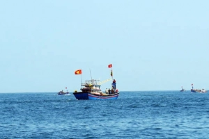 Mùa cá cơm mồm về