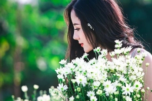 Mùa đông đến Hà Nội rồi, cứ nhìn những bông cúc họa mi tinh khôi xuống phố thì rõ