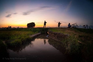 Mùa gặt trên cánh đồng Bắc Bộ