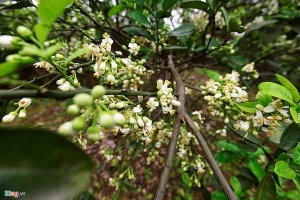 Mùa hoa bưởi tháng ba thơm ngát