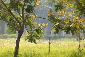 Mùa hoa điệp vàng thắp sáng những hàng cây Sài Gòn