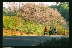 Mùa hoa đỗ mai ở Nha Trang